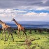 1-day-safari-ngorongoro-crater-tour- randu tours
