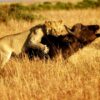 4-day-amboseli-and-tsavo-national-parks-safaris-tour-randu