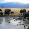 4-day-amboseli-and-tsavo-national-parks-safaris-tour-randu tours n safaris