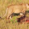 4-days-serengeti-manyara-ngorongoro-safari-tour-tour randu tours