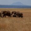 4-days-tarangire-serengeti-and-ngorongoro-crater-tour-r safaris