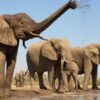 6-day-uganda-wildlife-safari-tour-tour randu