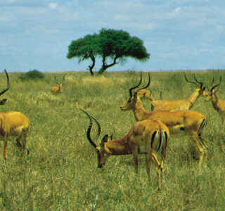 Herd-impalas-Kenya-Nairobi-National-Park