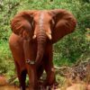 elephant tsavo east safari randu