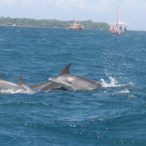 Indian-Ocean-Bottlenose-Dolphin-group-Kisite-Mpunguti-MPA-G