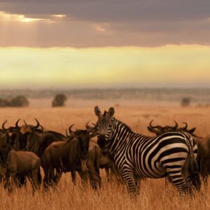 african-safari