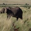 elephant @ lake nakuru national park with randu tours