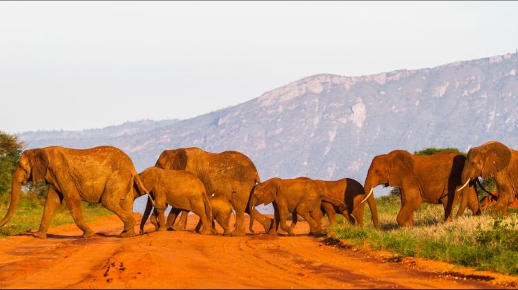 elephant kenya safari randu
