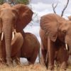 elephant randu safaris
