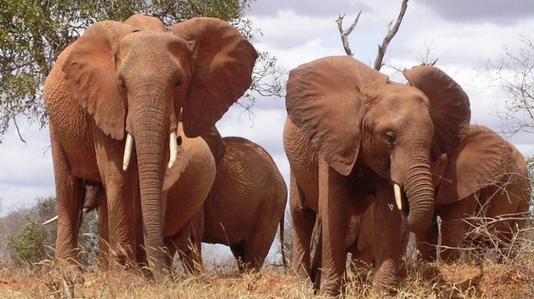 elephant randu safaris