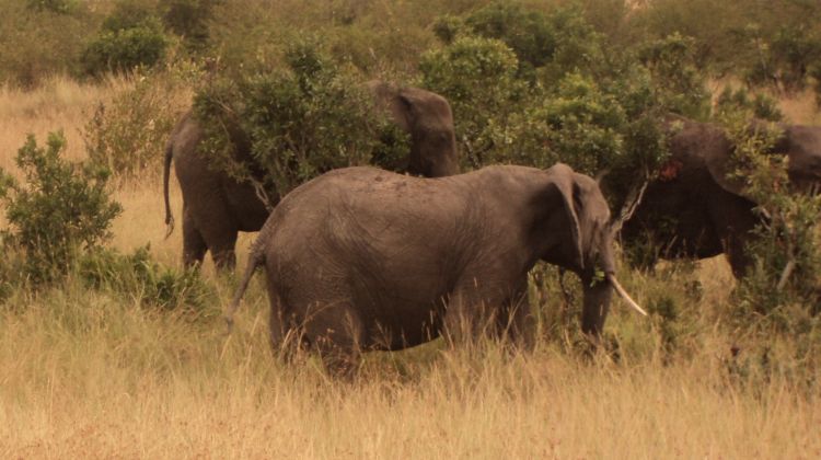 elephants masai mara safari randu