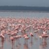flamingoes @ lake nakuru randu safaris