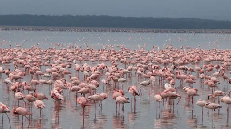 flamingoes @ lake nakuru randu safaris