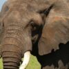 full-day-of-game-drives-in-arusha-national-park-tour randu