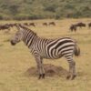 kenya wildlife zebra