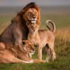 lions @ mara safari randu