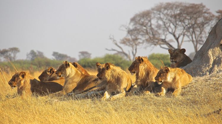 masai mara randu safaris