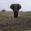 randu safaris @ Amboseli