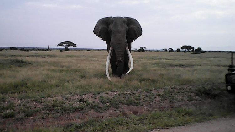 randu safaris @ Amboseli