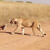 randu tour and safaris lions