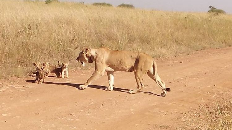 randu tour and safaris lions