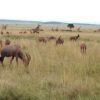 randu tours and safaris