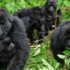 uganda-gorilla-short-break-tour-randu