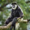 uganda-gorilla-short-break-tour-randu tours