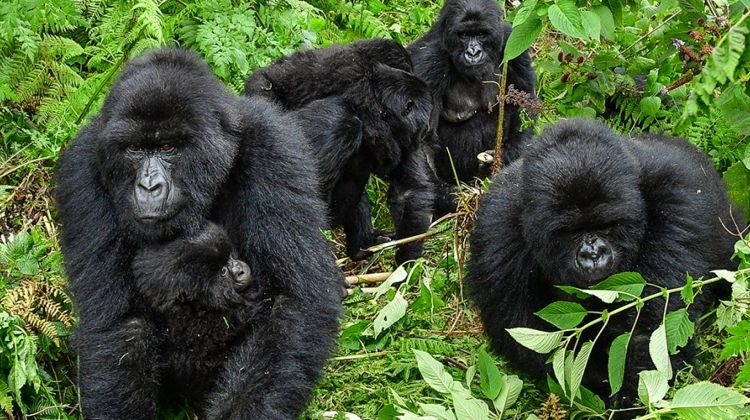 uganda-gorilla-short-break-tour-randu