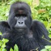 uganda-gorilla-short-break-tour-safaris