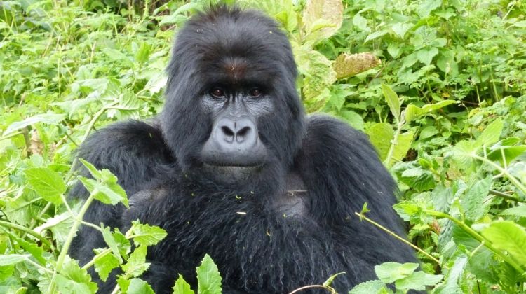 uganda-gorilla-short-break-tour-safaris