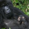 mountain-gorillas-of-rwanda-experience-independent-randu rwanda safaris