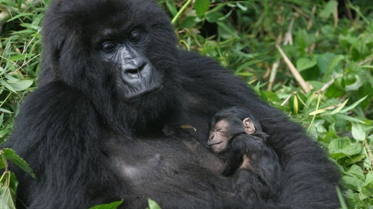 mountain-gorillas-of-rwanda-experience-independent-randu rwanda safaris