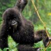 mountain-gorillas-of-rwanda-experience-independent-tour-randu safaris