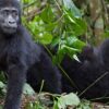 mountain-gorillas-of-rwanda-experience-independent-tour-randu tours