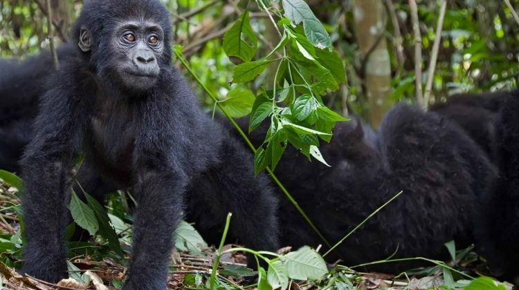 mountain-gorillas-of-rwanda-experience-independent-tour-randu tours