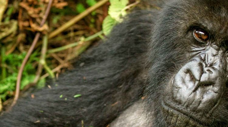 mountain-gorillas-of-rwanda-experience-independent-tour-randu