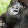 mountain-gorillas-of-rwanda-tour-randu tours and safaris