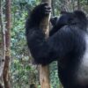 three-day-rwanda-gorilla-trekking-safari-tour-Rwandu Safaris