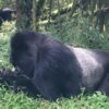 three-day-rwanda-gorilla-trekking-safari-tour-randu