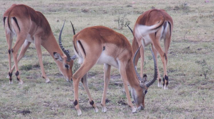 antelopes kenya wildlife randu safaris