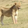 maasai-mara-national-reserve-safari-tour-kenya randu
