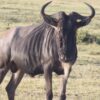 masai mara randu safaris