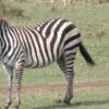 zebra masai mara