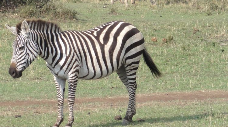 zebra masai mara