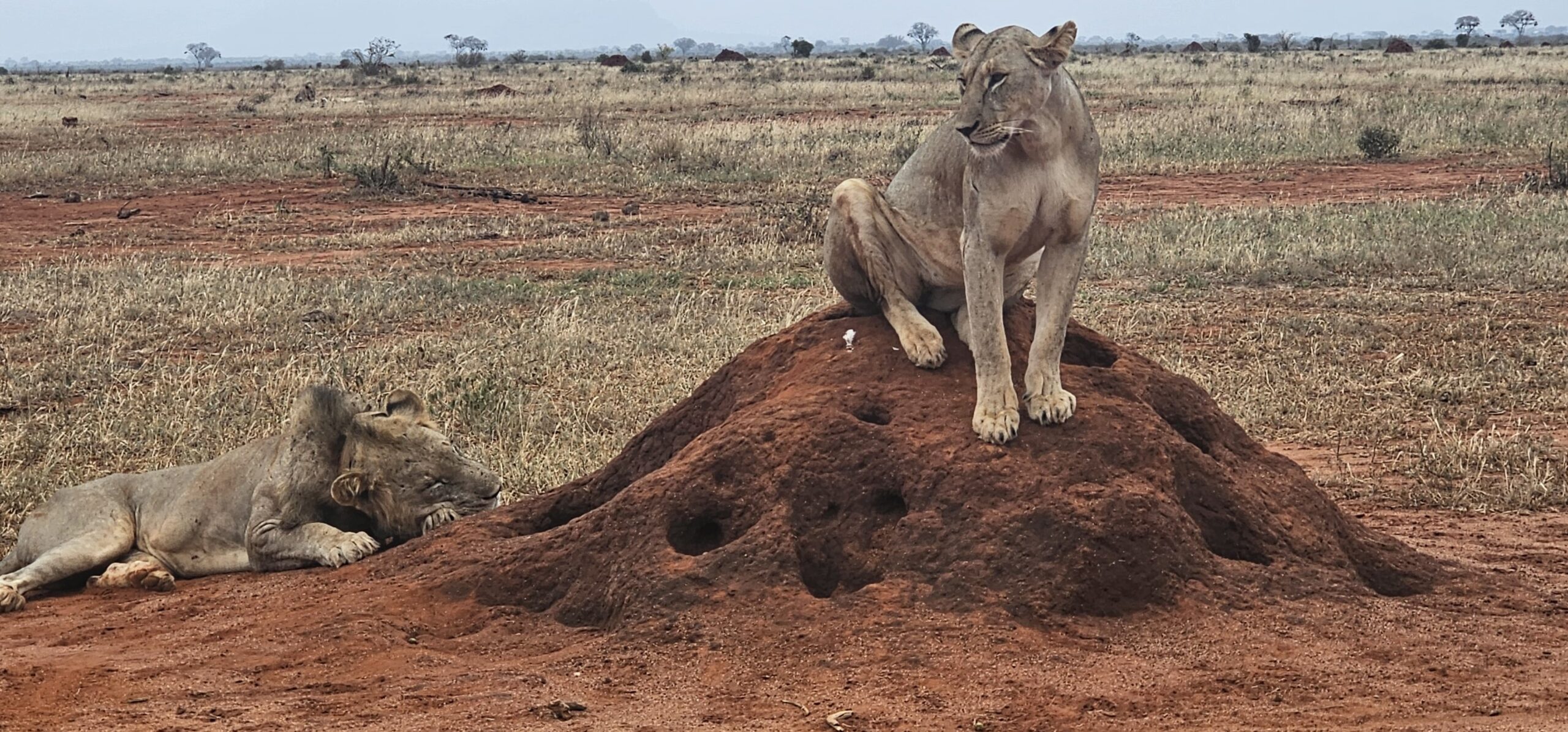 Mombasa safari holidays Tsavo