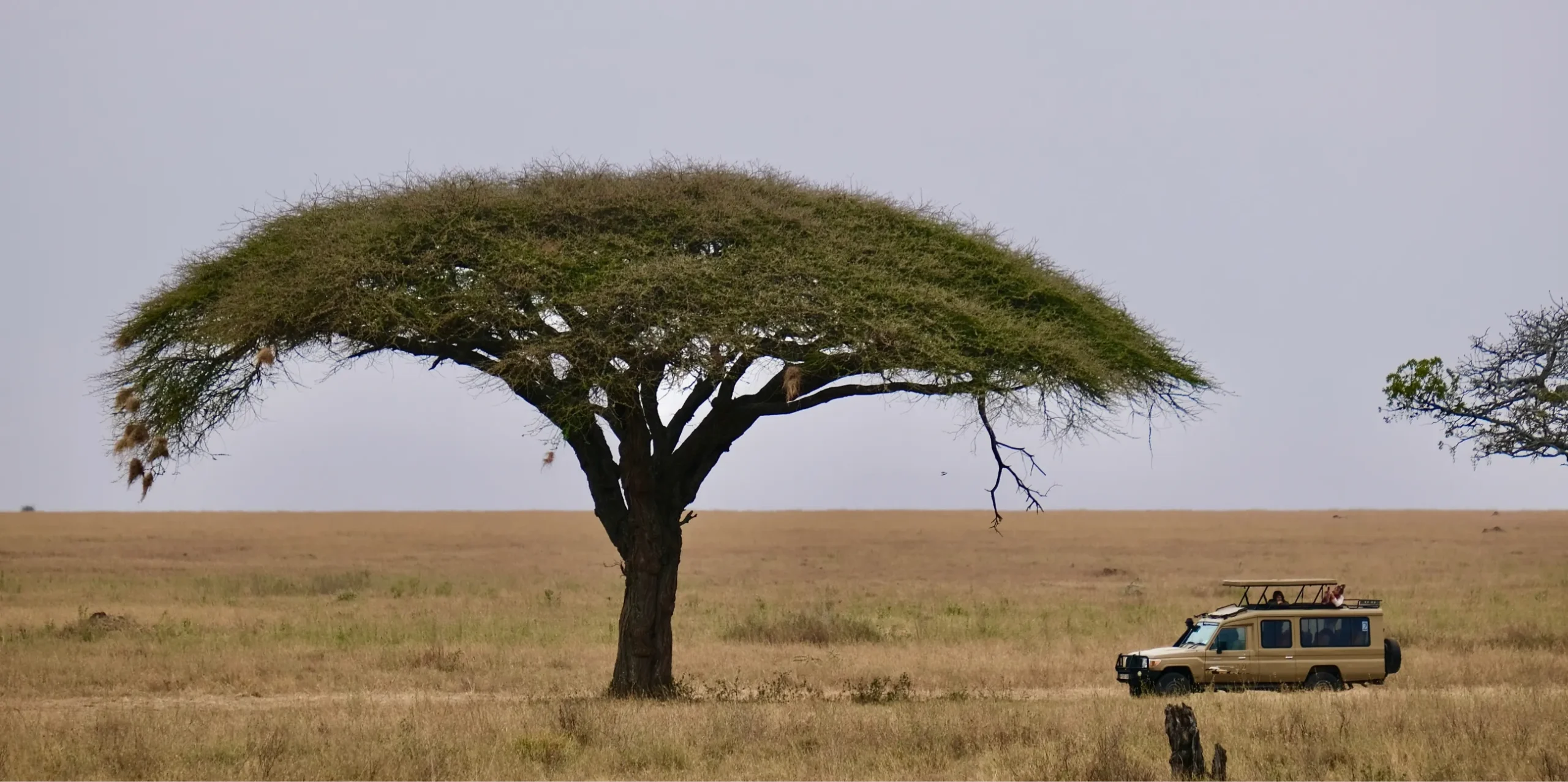 Tanzania-safari-holiday-with-randu-safaris