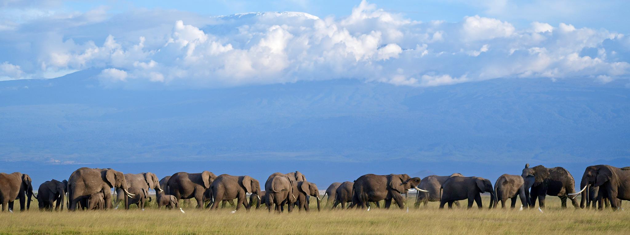 elephant-herd-kilimanjaro-amboseli