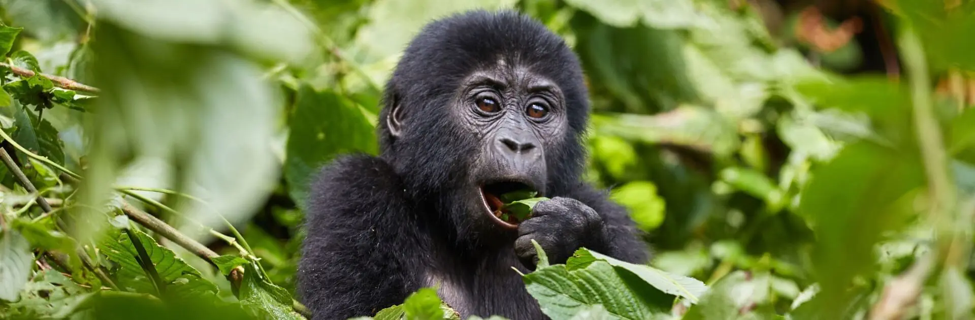 gorilla-bwindi Gorilla Trekking Uganda