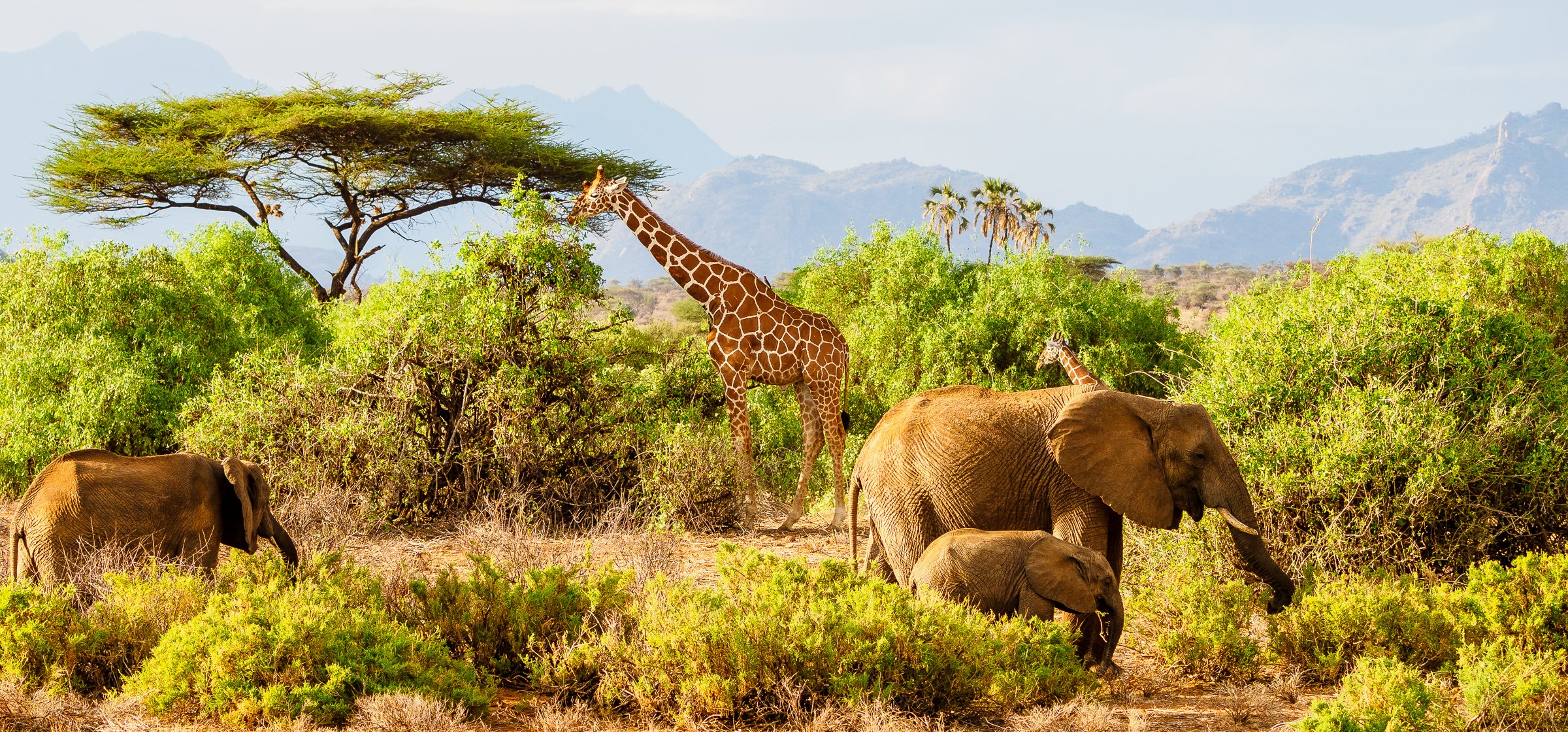 Nairobi Safari Tour To Samburu With Randu Safaris